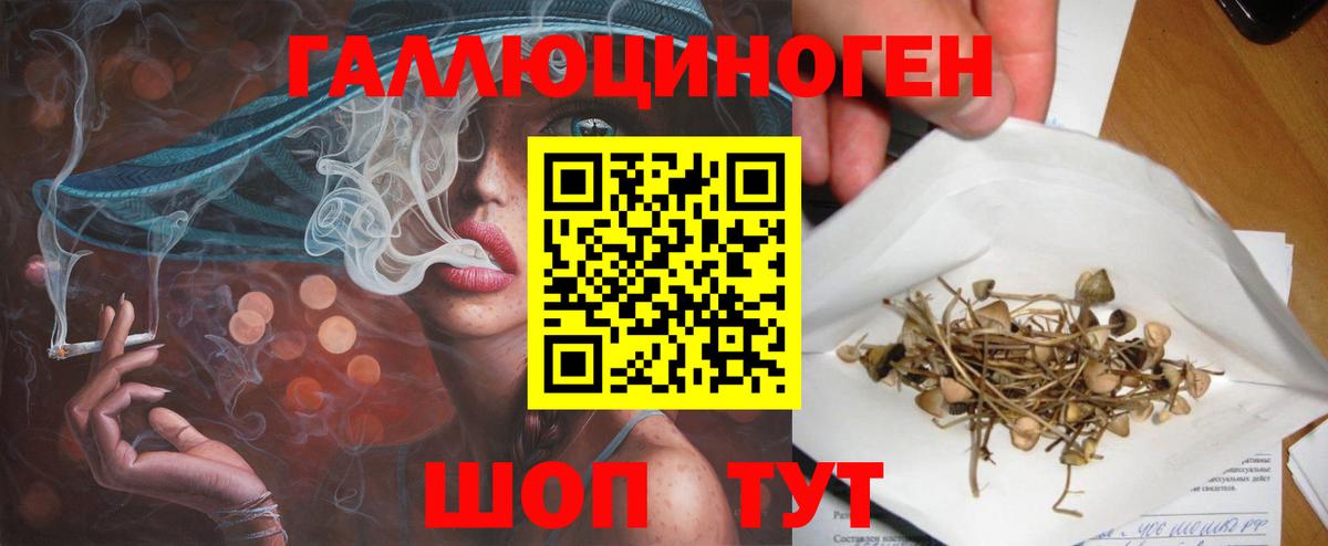 Галлюциногенные грибы Psilocybe Всеволожск